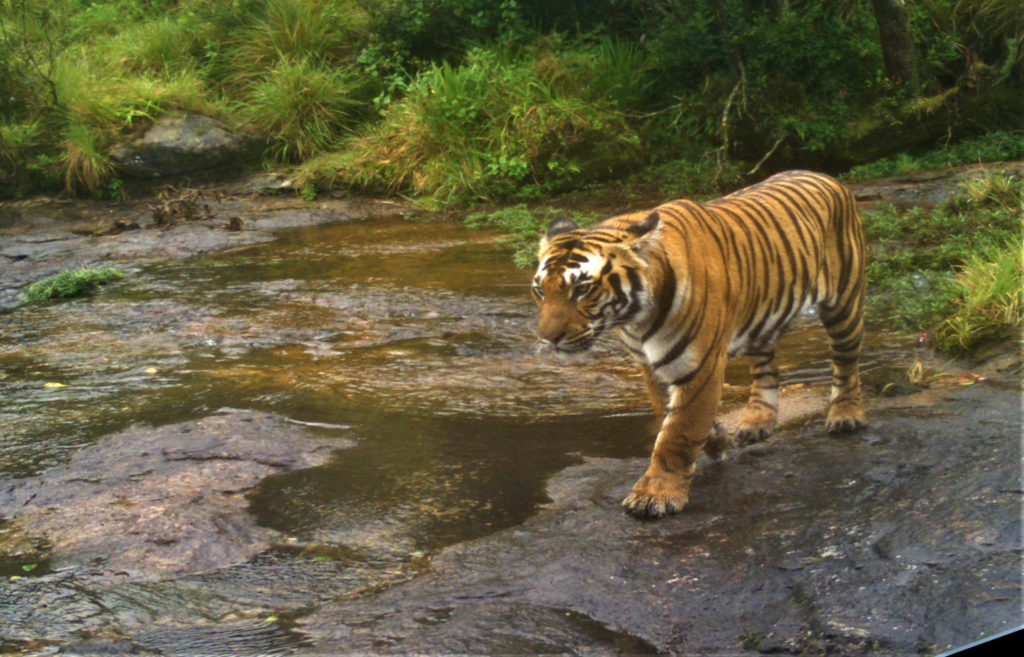 Anamalai Tiger Reserve