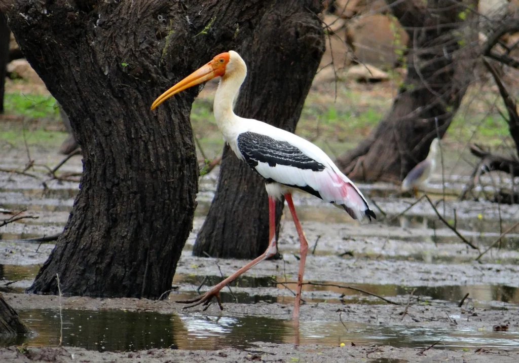 Bhavanisagar Wildlife Sanctuary