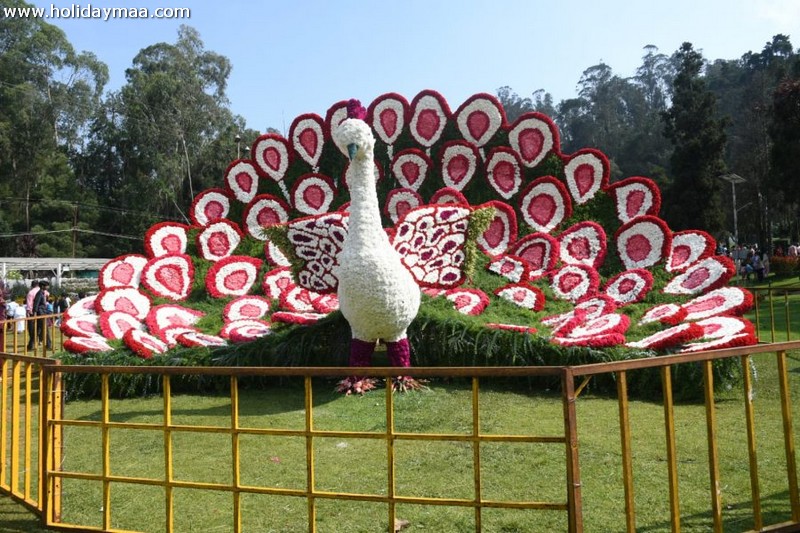 Flower Show ooty