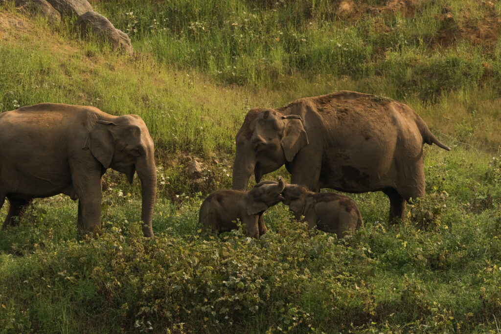 Indira Gandhi Wildlife Sanctuary