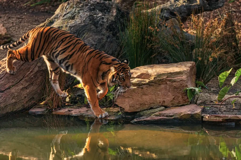 Kalakkad Mundanthurai Tiger Reserve