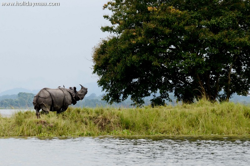 Kaziranga National Park Assam 1