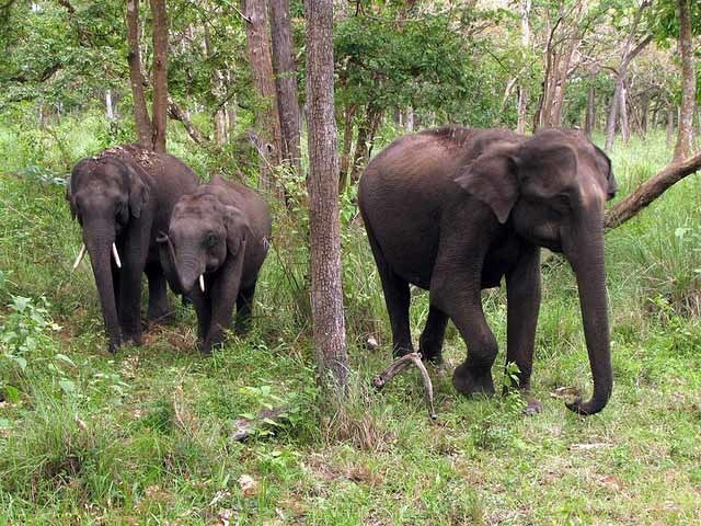 Ooty Wildlife Sanctuary