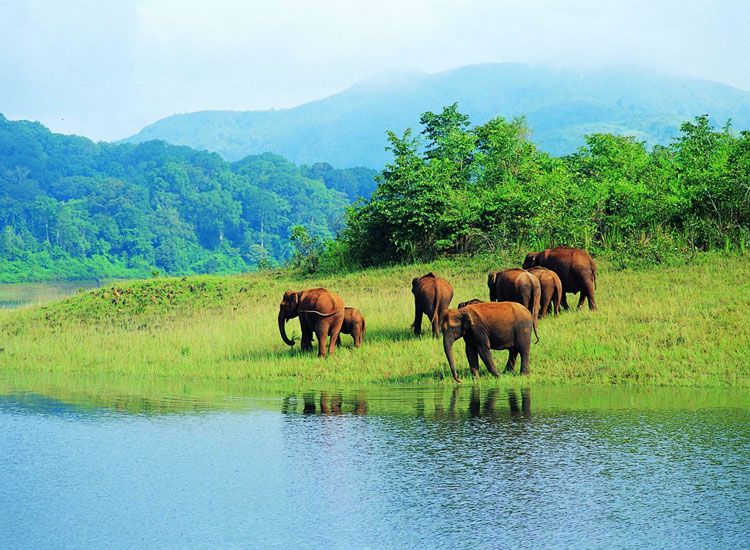 Periyar National Park