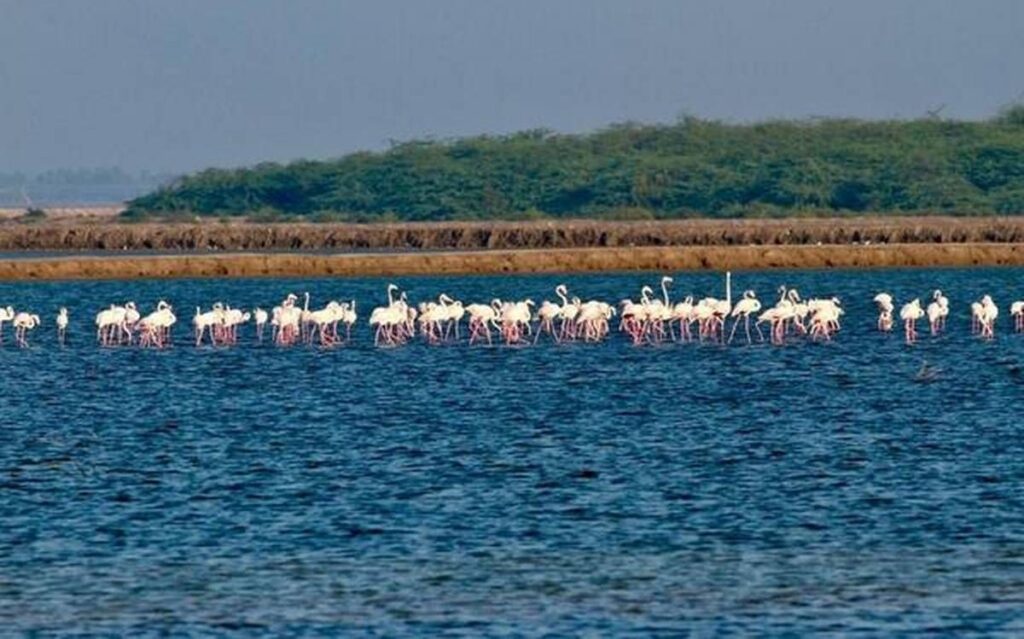 Point Calimere Wildlife and Bird Sanctuary