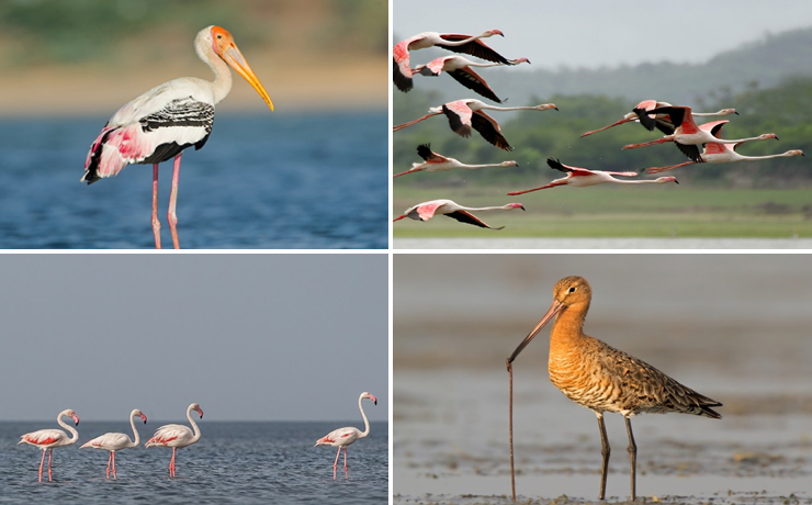 Pulicat Lake Bird Sanctuary