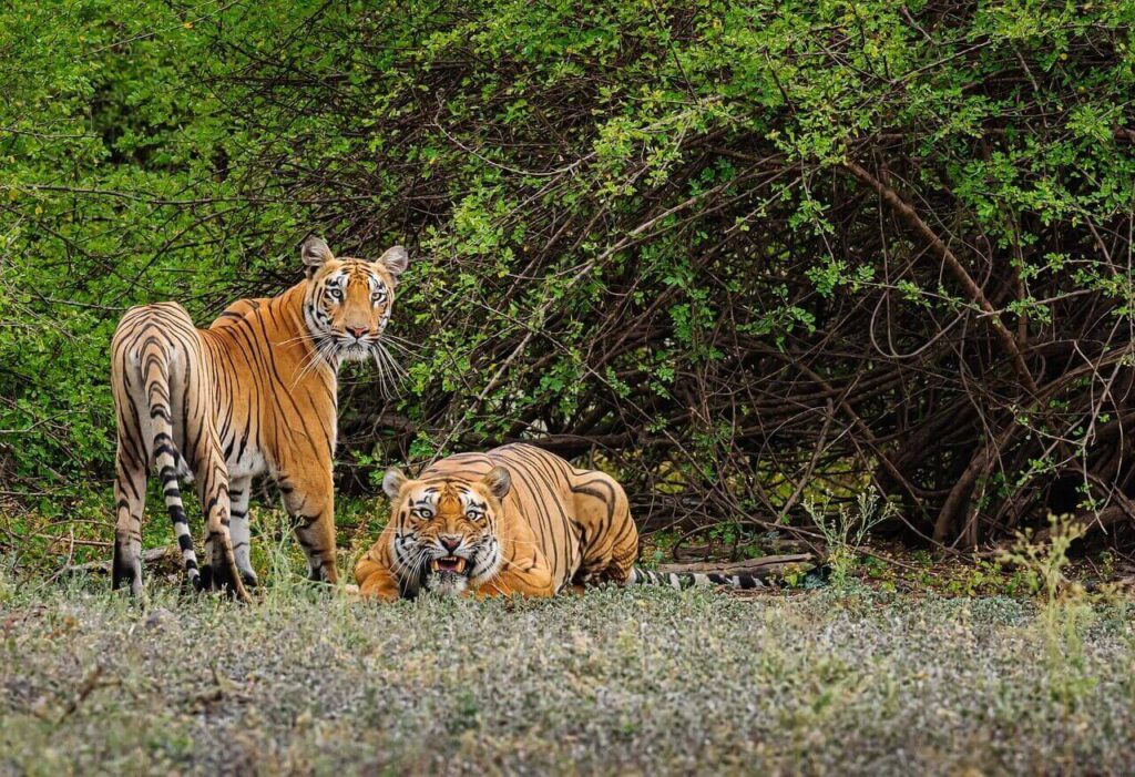 Sathyamangalam Wildlife Sanctuary