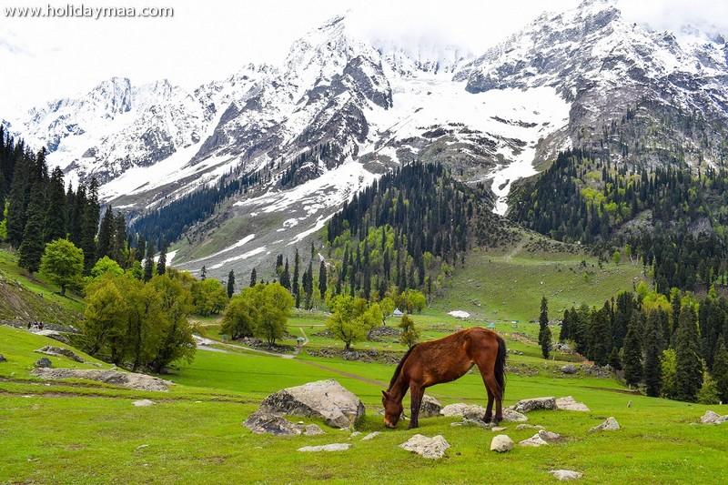 Sonamarg honeymoon