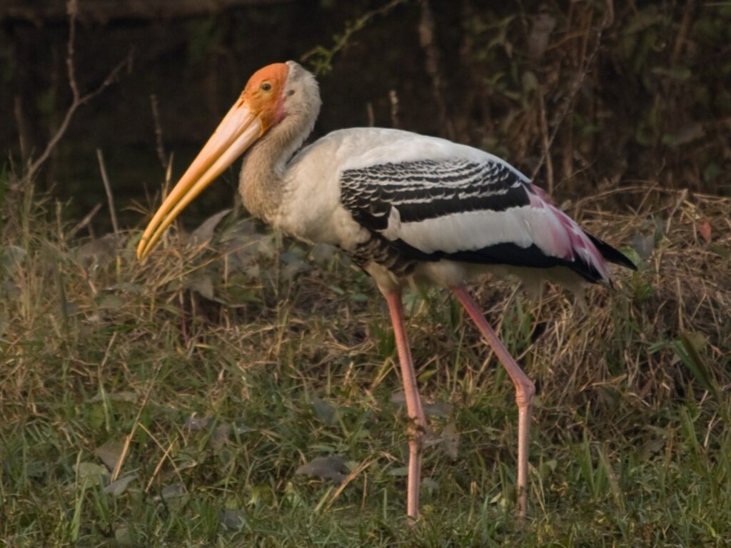 Thiruvidaimaruthur Wildlife Sanctuary