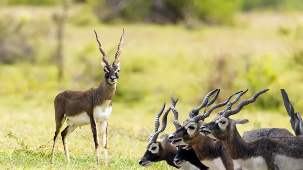 Vallanadu Wildlife Sanctuary