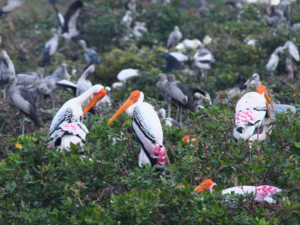 Vedanthangal Bird Sanctuary