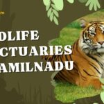 Wildlife Sanctuaries in TamilNadu