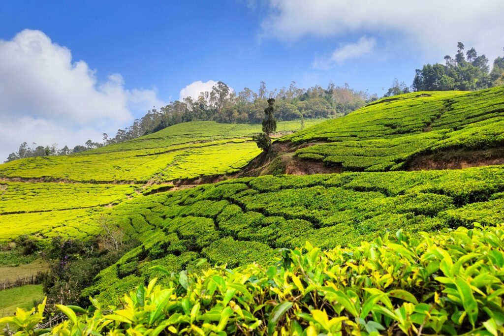 a man standing in the middle of a lush green field